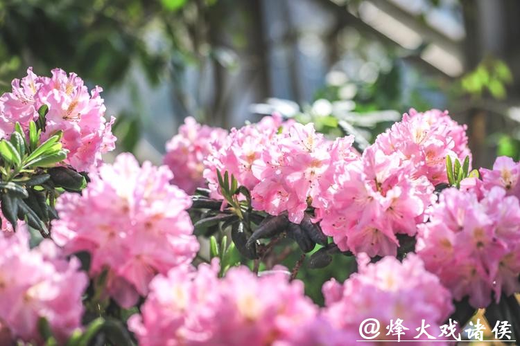 姚黄魏紫首度同框,高山秘境漫游绮鹃!辰山迎春花展2月16日启幕,属马免费 姚黄魏紫首度同框,高山秘境漫游绮鹃!辰山迎春花展2月16日启幕,属马免费