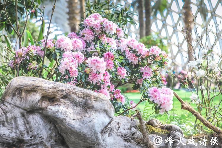 姚黄魏紫首度同框,高山秘境漫游绮鹃!辰山迎春花展2月16日启幕,属马免费 姚黄魏紫首度同框,高山秘境漫游绮鹃!辰山迎春花展2月16日启幕,属马免费